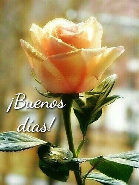 buenos días con hermosas flores